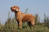 VIZSLA POIL DUR